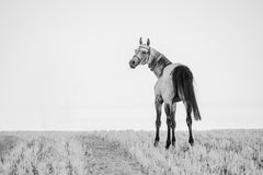 Perfect Drawing (Equestrian Photography, Horse, Akhal Teke, Rare Breed, B&W)