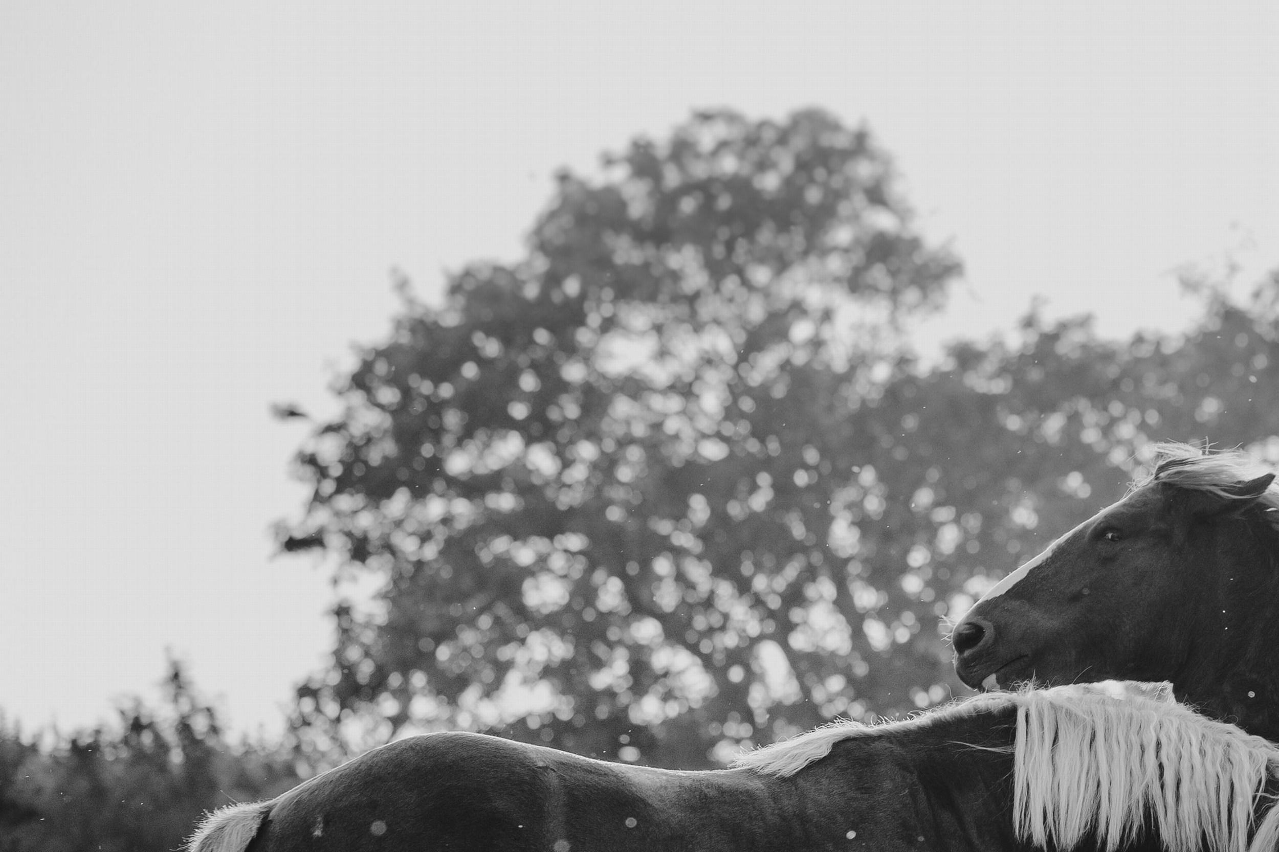 Sky Is The Limit (Photographie équestre, cheval, portrait, monochrome) en vente 2