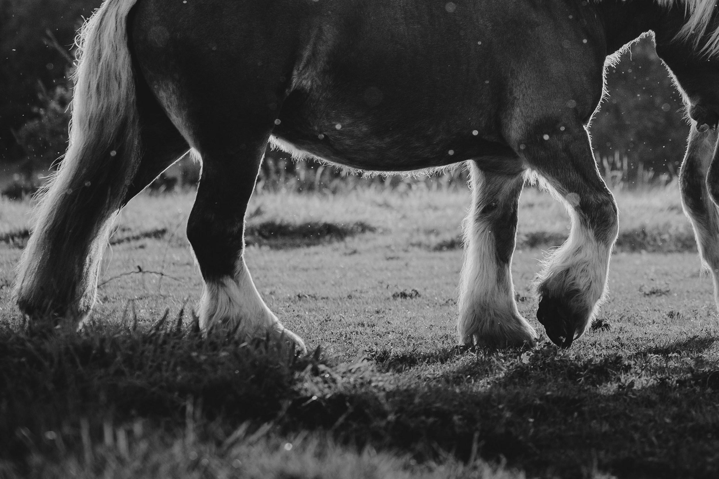 Sky Is The Limit (Photographie équestre, cheval, portrait, monochrome) en vente 3