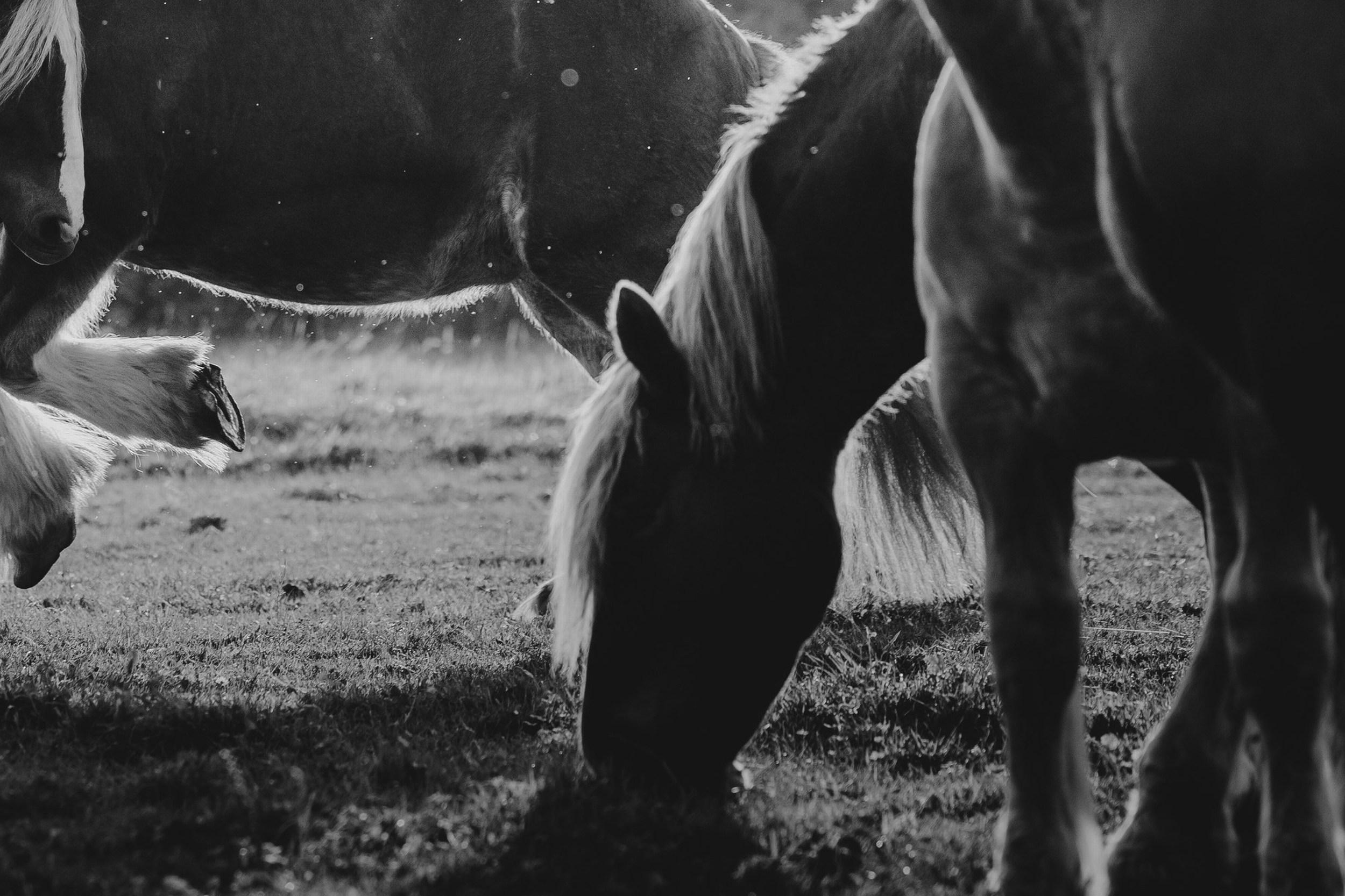 Sky Is The Limit (Photographie équestre, cheval, portrait, monochrome) en vente 4