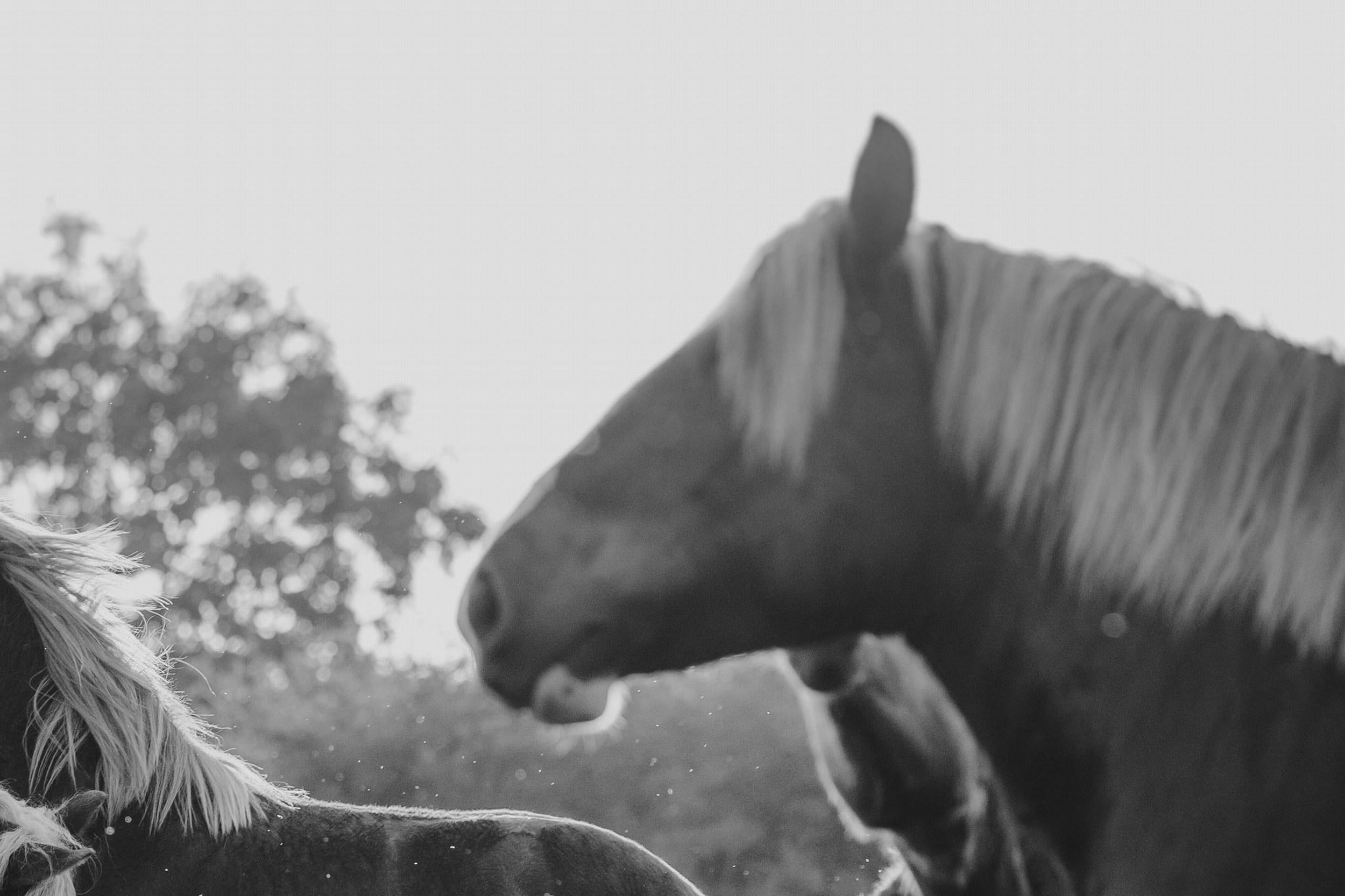 Sky Is The Limit (Photographie équestre, cheval, portrait, monochrome) en vente 5