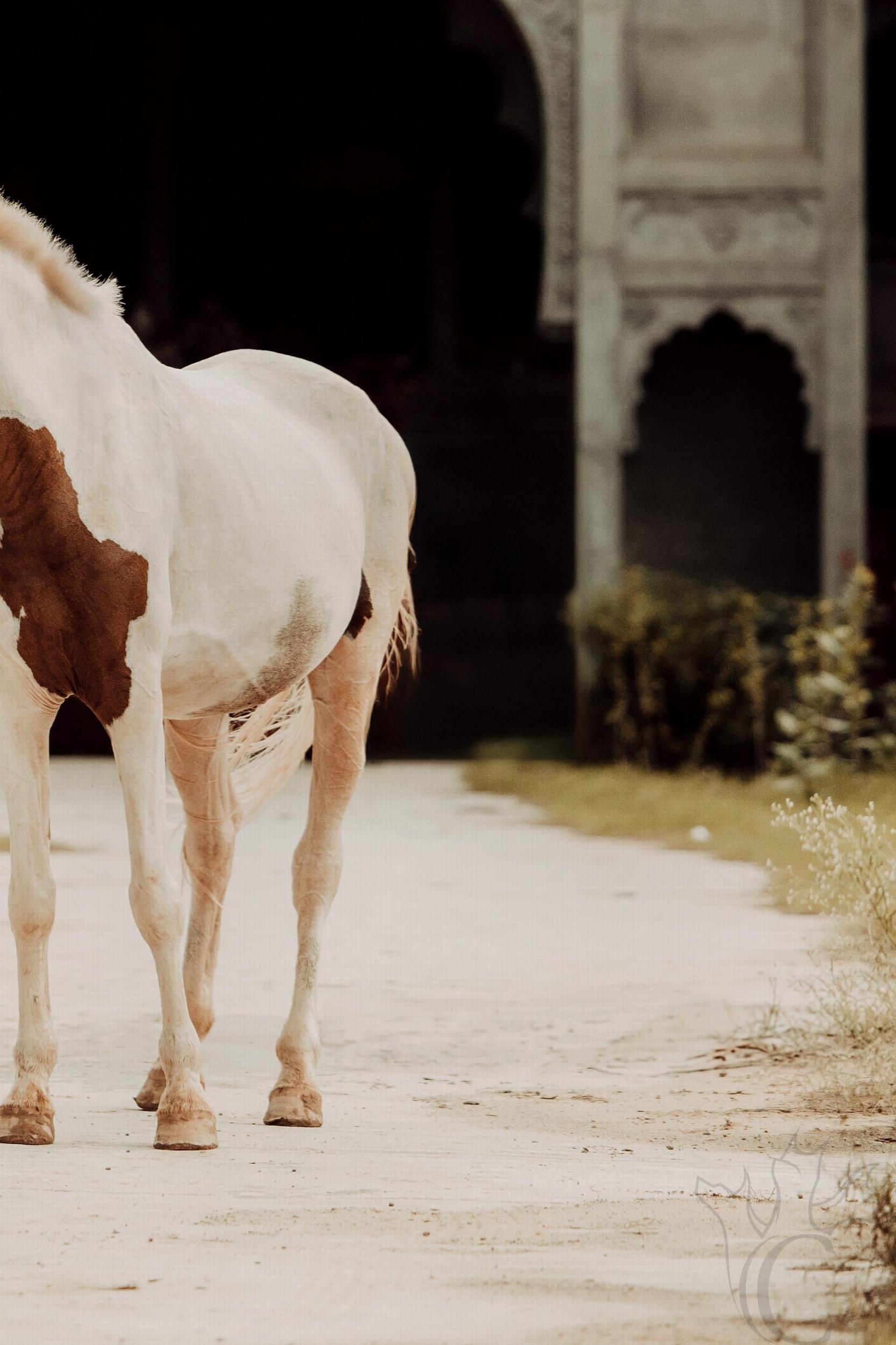 The Far Away Princess (Equine Art, Horse, Marwari, India, Rare Breed) For Sale 2