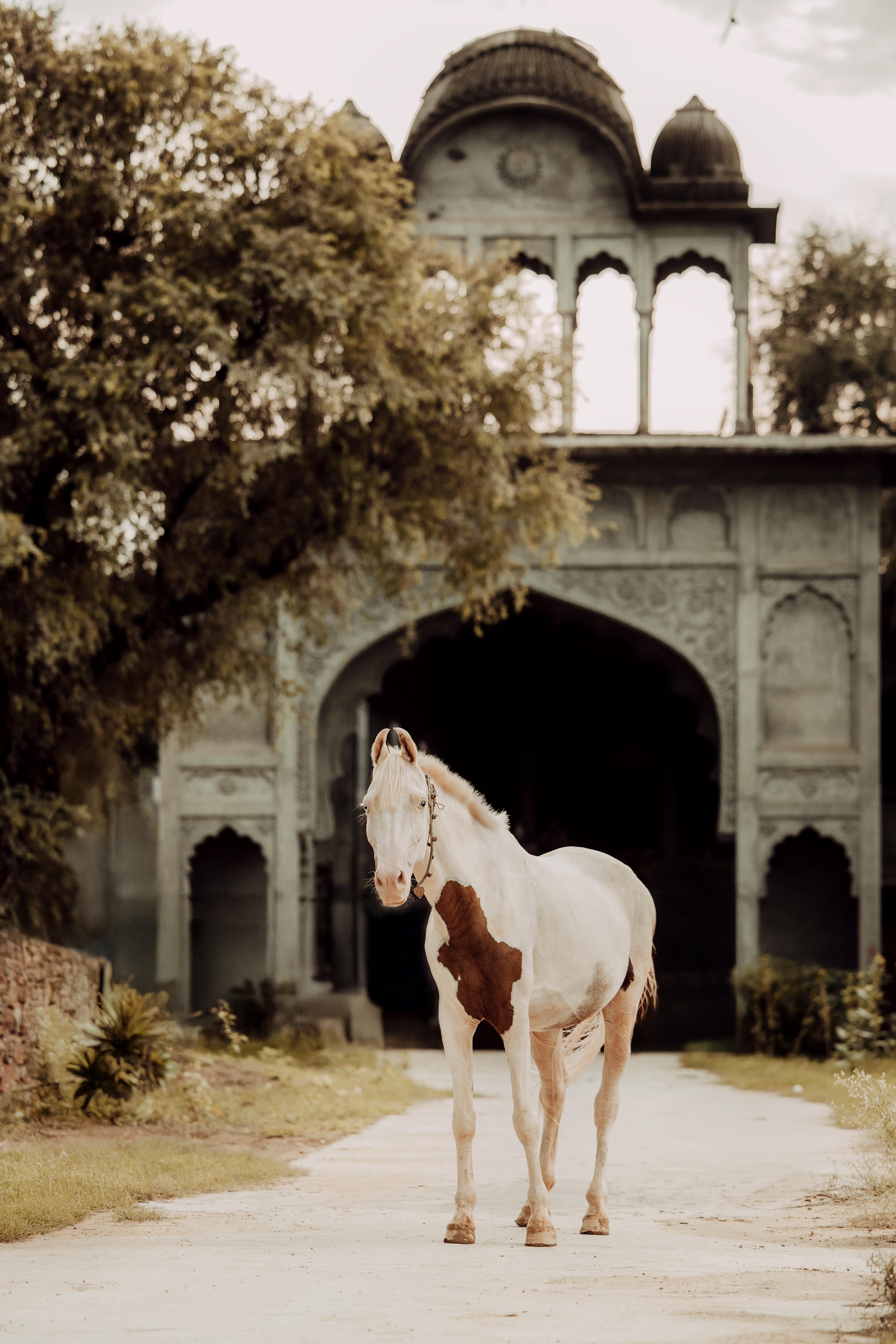Anna Archinger Figurative Photograph - The Far Away Princess (Equine Art, Horse, Marwari, India, Rare Breed)