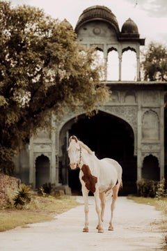The Far Away Princess (Equine Art, Horse, Marwari, India, Rare Breed)