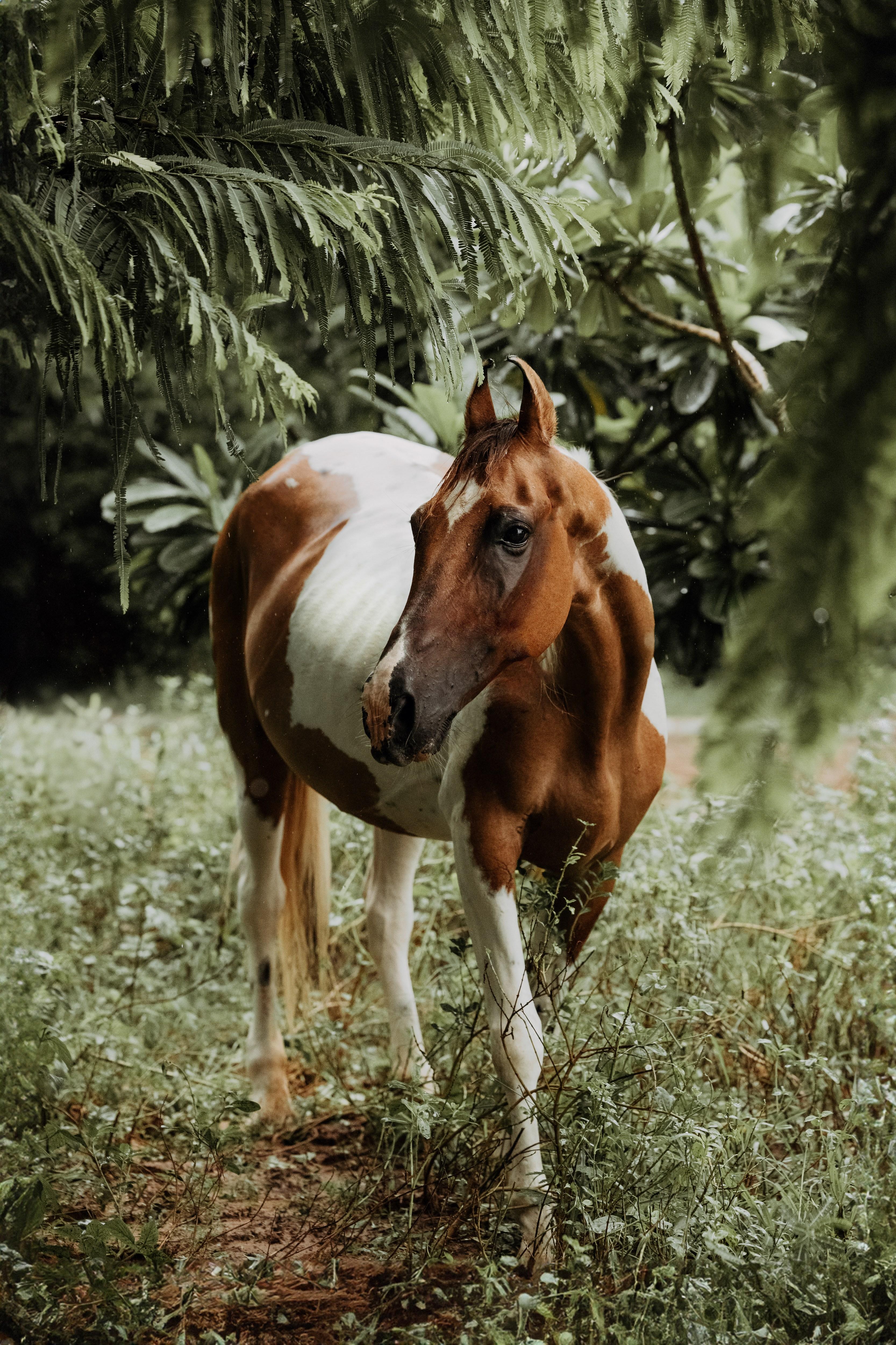 Figurative Photograph di Anna Archinger - Il vagabondo dei monsoni (Fotografia equestre, Cavallo, Marwari, India, Razza rara)