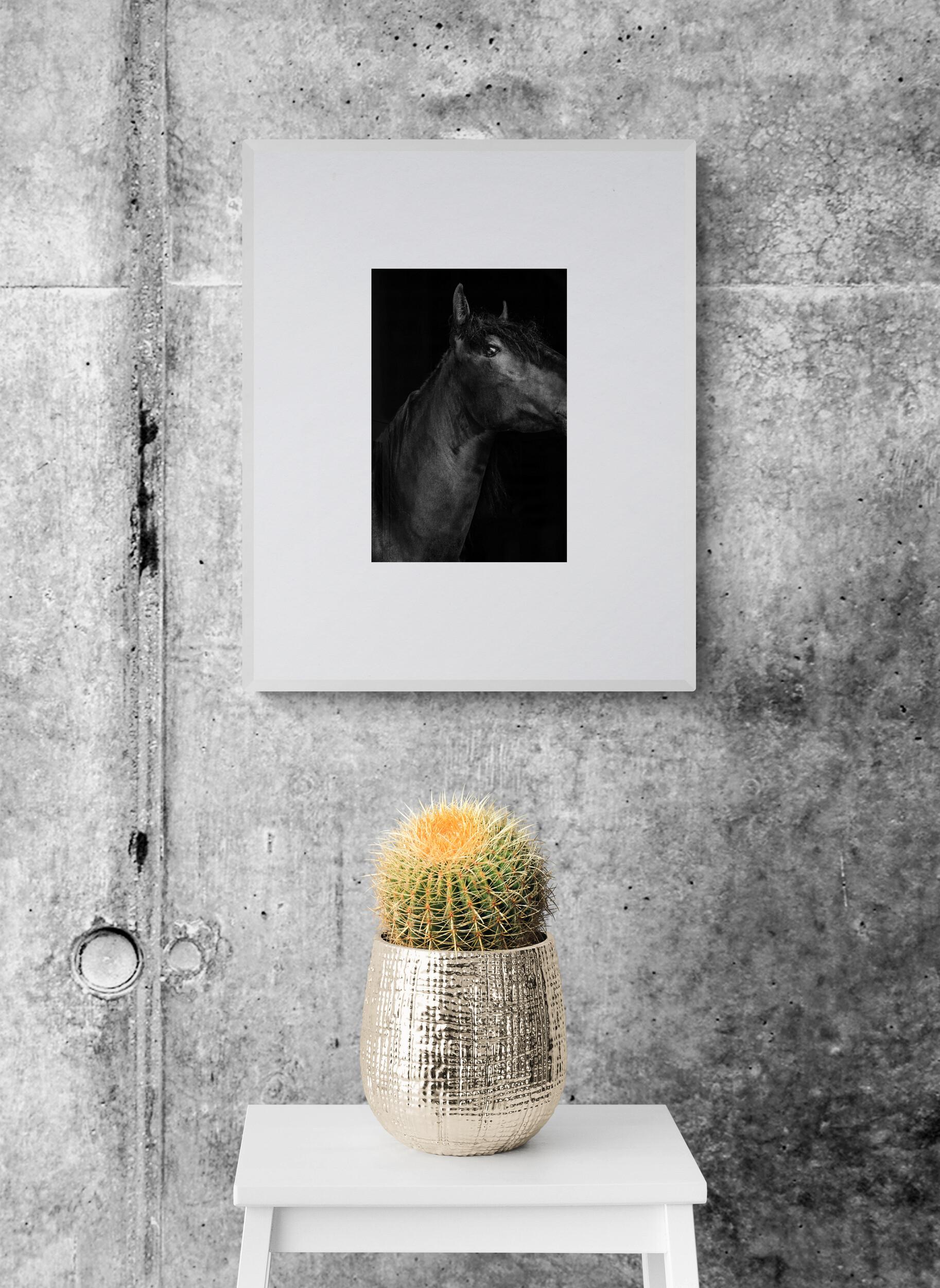 Titan (Equestrian Photography, Horse, Portrait, Monochrome) For Sale 1