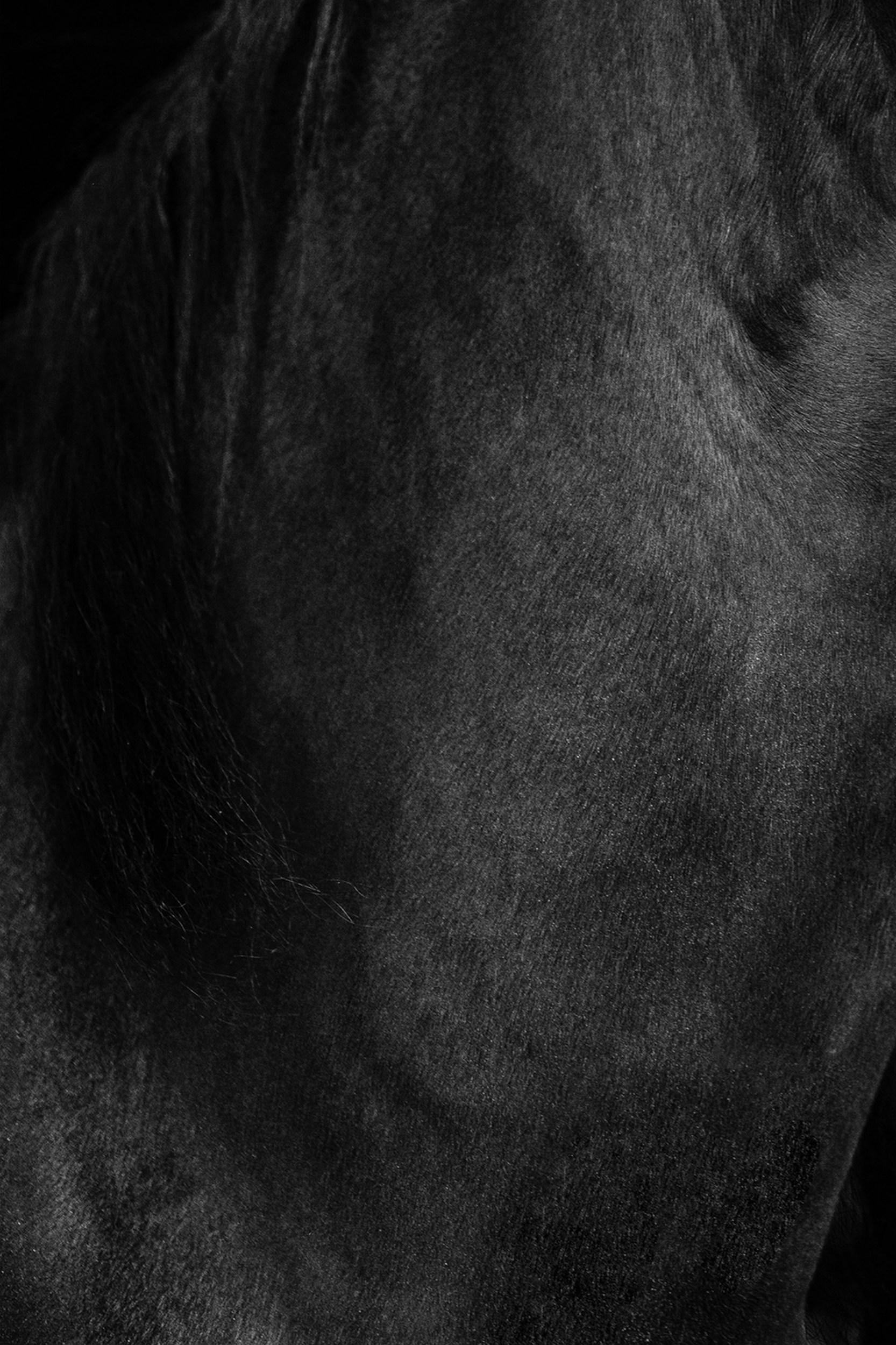 Titan (Equestrian Photography, Horse, Portrait, Monochrome) For Sale 3
