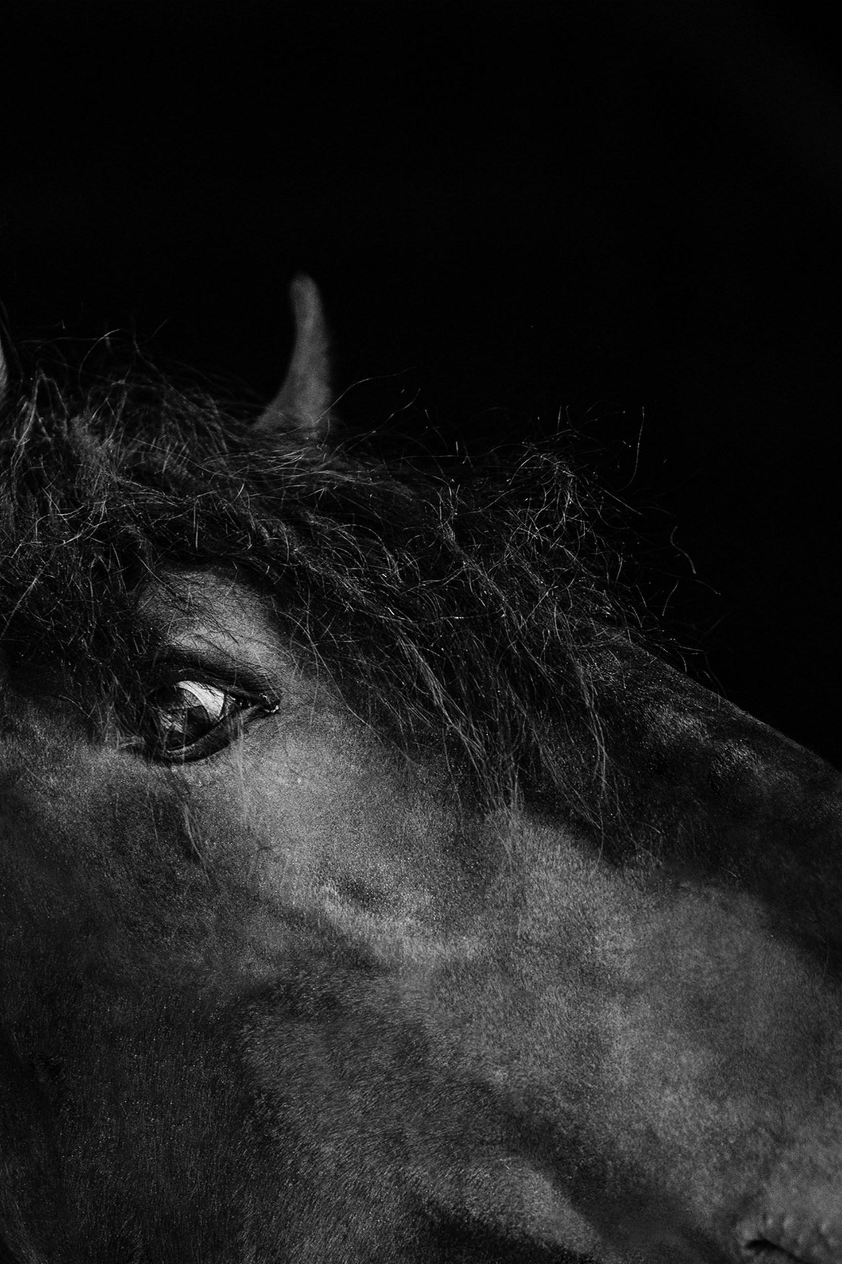 Titan (Equestrian Photography, Horse, Portrait, Monochrome) For Sale 4