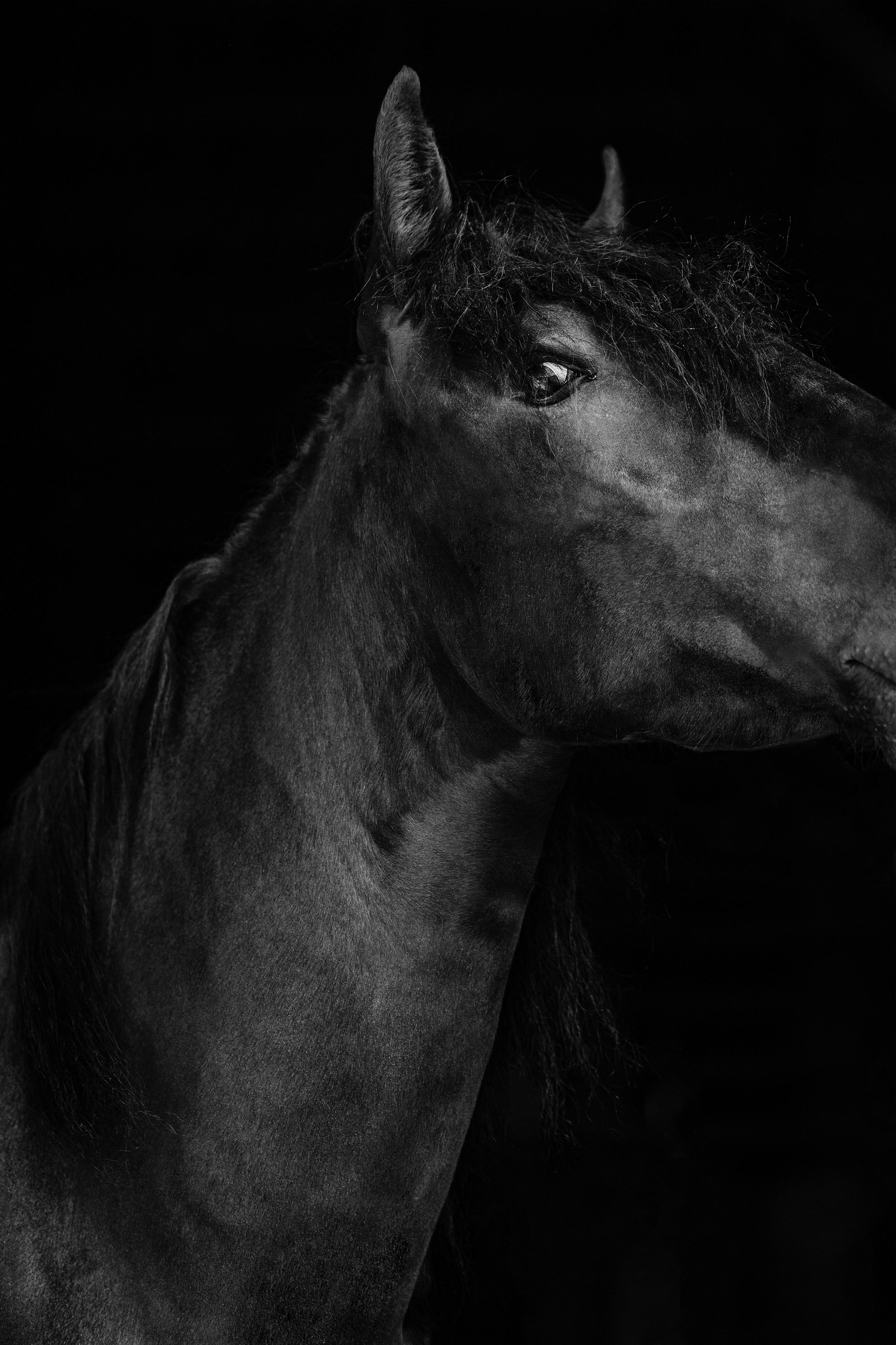 Anna Archinger Landscape Photograph - Titan (Equestrian Photography, Horse, Portrait, Monochrome)