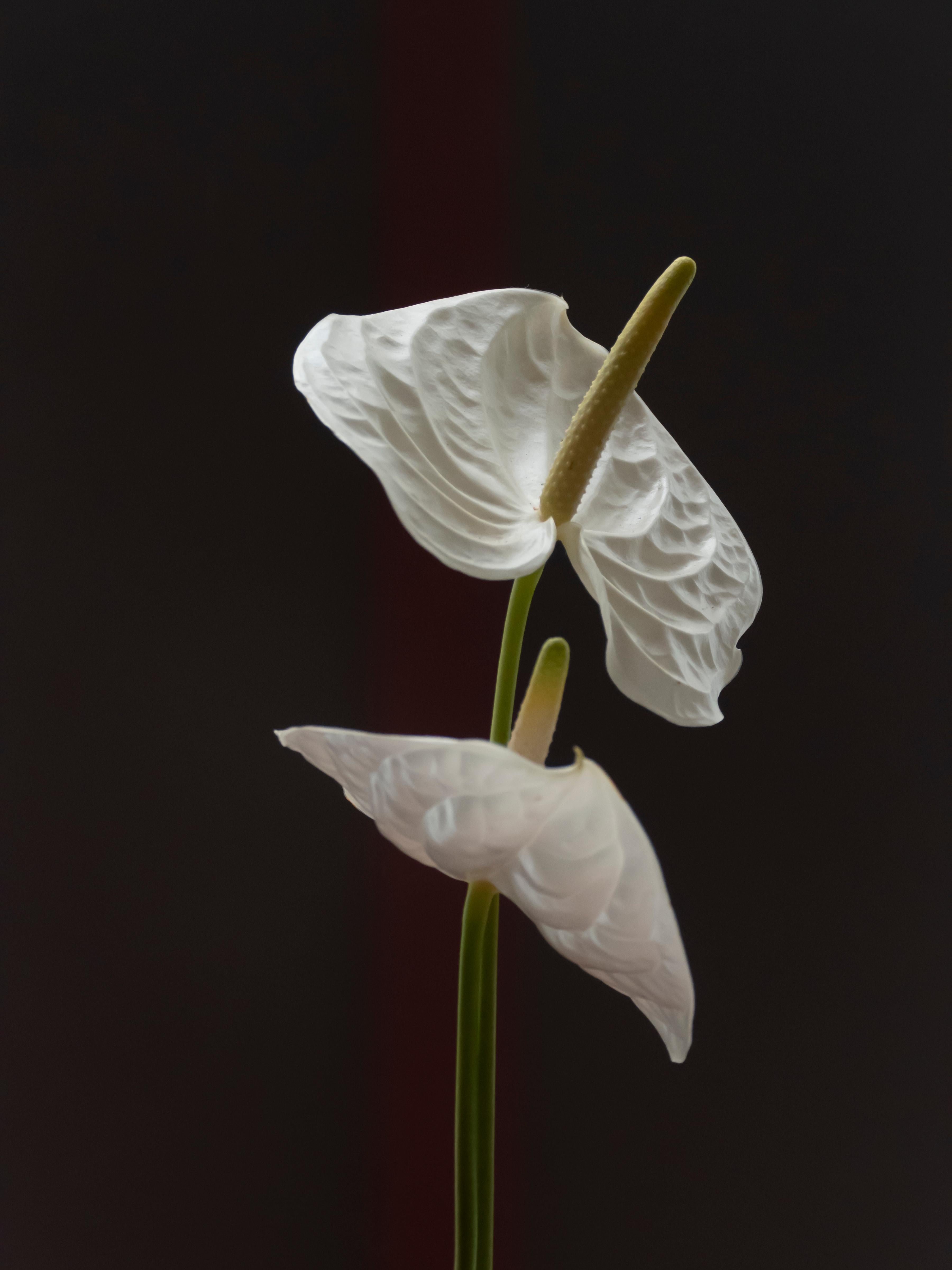 Anna Condo, Anthuriums, impression par sublimation sur aluminium, États-Unis, 2021. Bon état - En vente à New York, NY