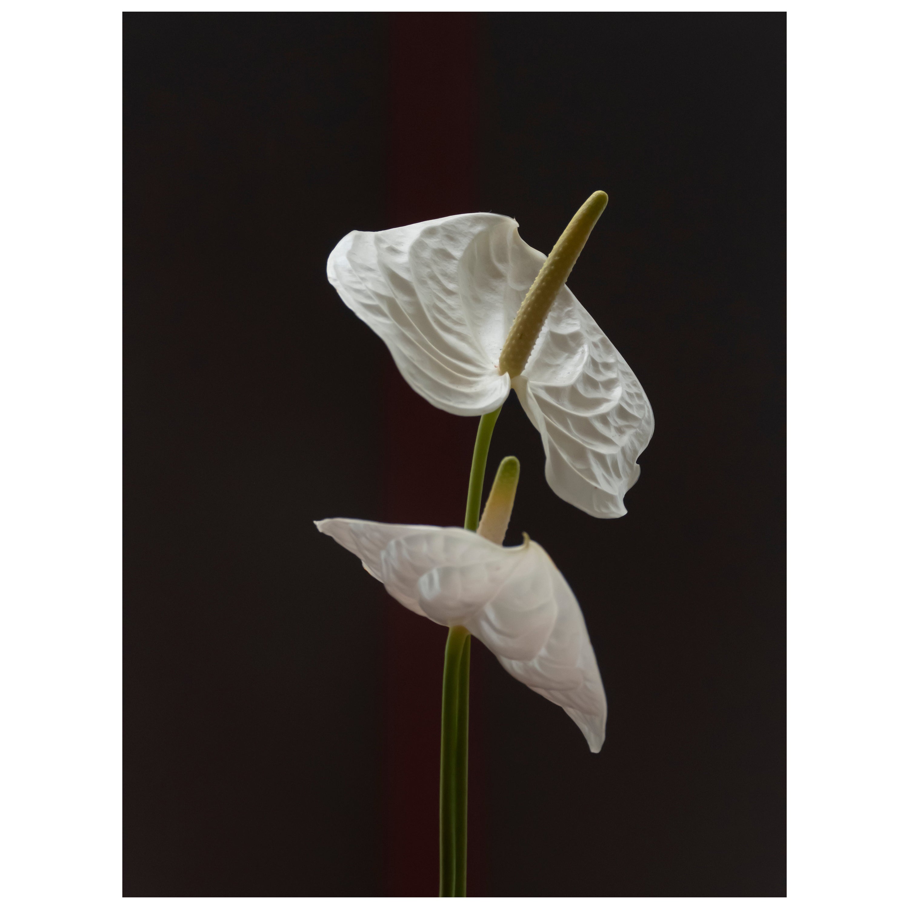 Anna Condo, Anthuriums, impression par teinture sous-limité sur aluminium, États-Unis, 2021