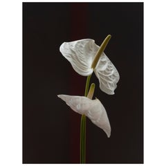 Anna Condo, Anthuriums, Stampa a sublimazione su alluminio, Stati Uniti, 2021