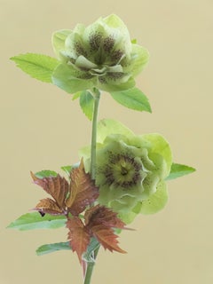 Anna Condo, De mi jardín nº 1, Impresión por sublimación sobre aluminio, EE.UU., 2021