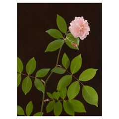 Anna Condo, From My Garden #2, Stampa a sublimazione su alluminio, Stati Uniti, 2021