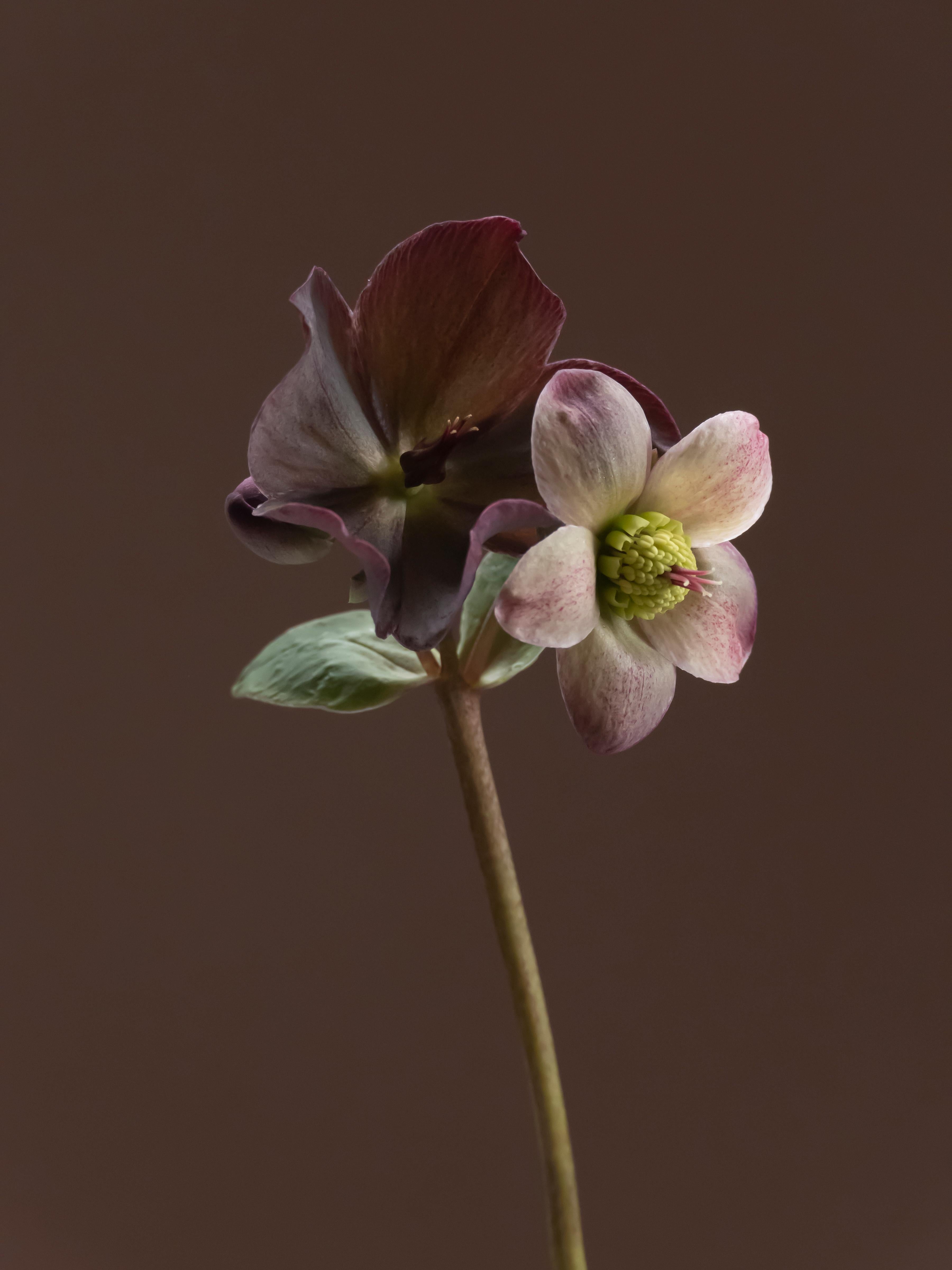 Anna Condo, a filmmaker and a photographer born in Armenia and raised in France, has been photographing flowers, her 