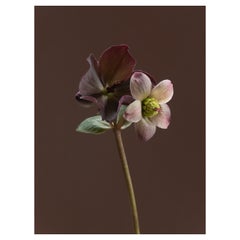 Anna Condo, Helebores, Farbsublimationsdruck auf Aluminium, US, 2021