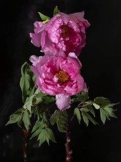 Anna Condo, Peonies, Dye Sublimation Print on Aluminum, US, 2021