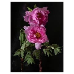 Anna Condo, Peonie, Stampa a sublimazione su alluminio, USA, 2021