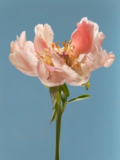Anna Condo, Peonia, Stampa a sublimazione su alluminio, Stati Uniti, 2021