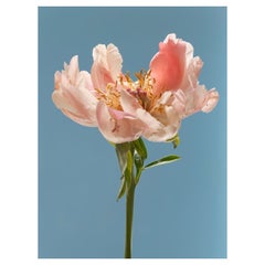 Anna Condo, Peonia, Stampa a sublimazione su alluminio, Stati Uniti, 2021