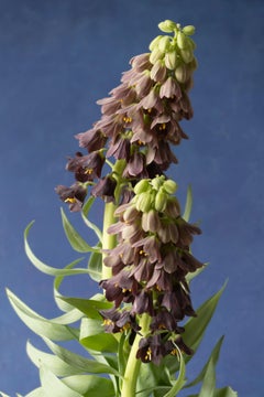 Anna Condo, Persian Lillies, Stampa a sublimazione su alluminio, Stati Uniti, 2021