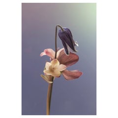 Anna Condo, Petites Fleurs, Dye Sublimation Print on Aluminum, Us, 2021