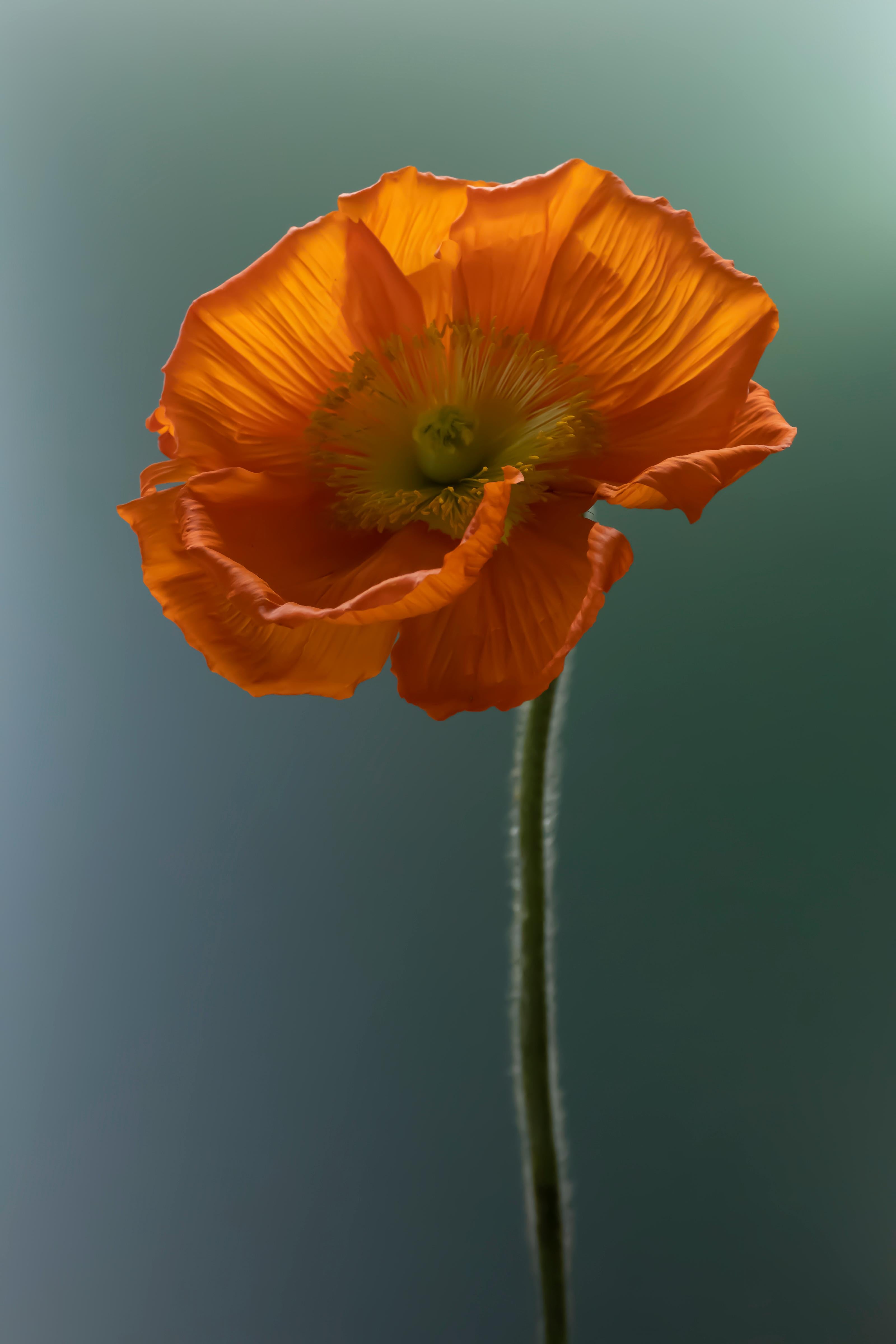 Anna Condo, a filmmaker and a photographer born in Armenia and raised in France, has been photographing flowers, her 