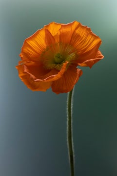 Anna Condo, Mohn, Farbsublimationsdruck auf Aluminium, US, 2021