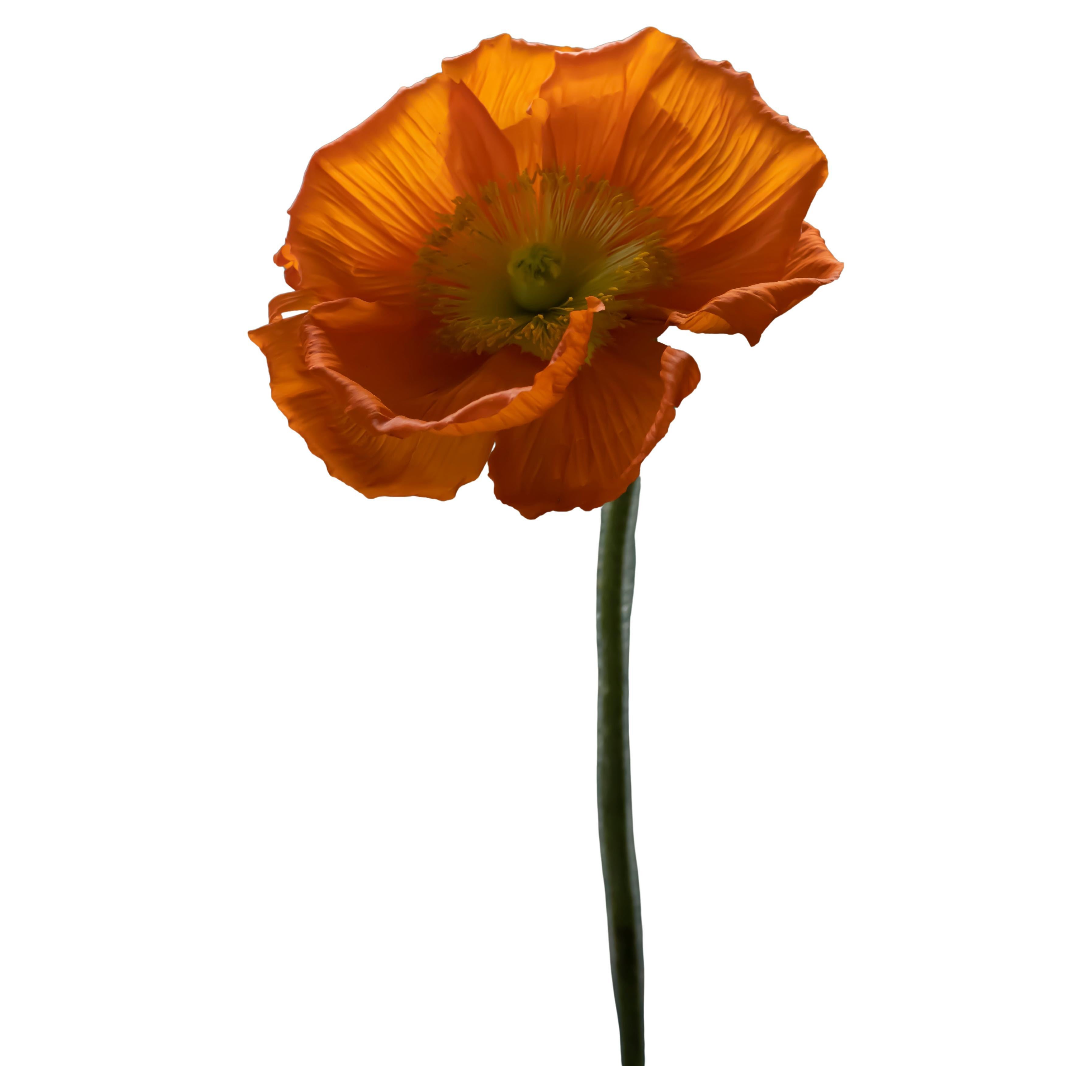 Anna Condo, eine in Armenien geborene und in Frankreich aufgewachsene Filmemacherin und Fotografin, fotografiert seit 2013 Blumen, ihre 