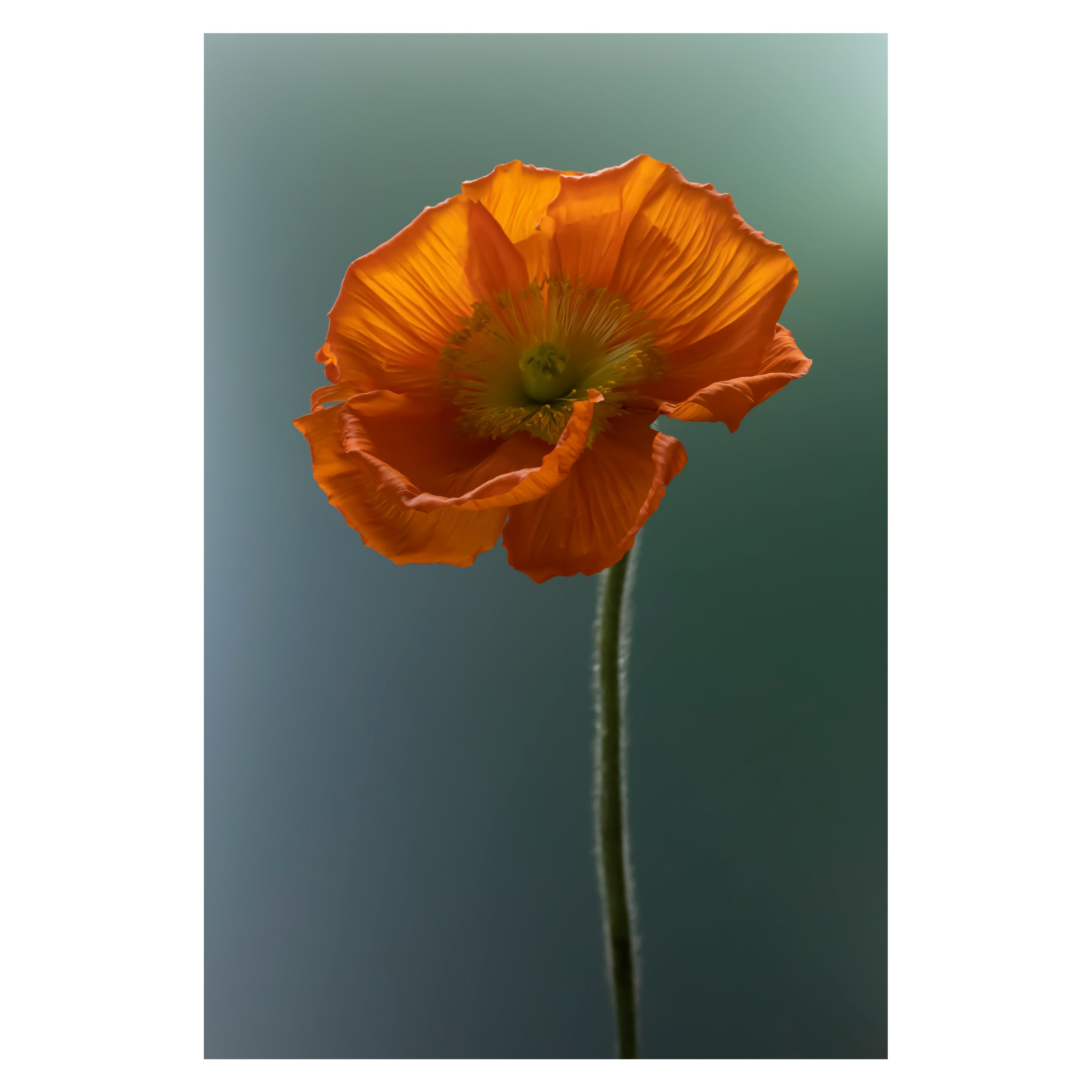 Anna Condo, coquelicot, impression sous-limitée teintée sur aluminium, États-Unis, 2021