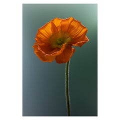 Anna Condo, coquelicot, impression sous-limitée teintée sur aluminium, États-Unis, 2021