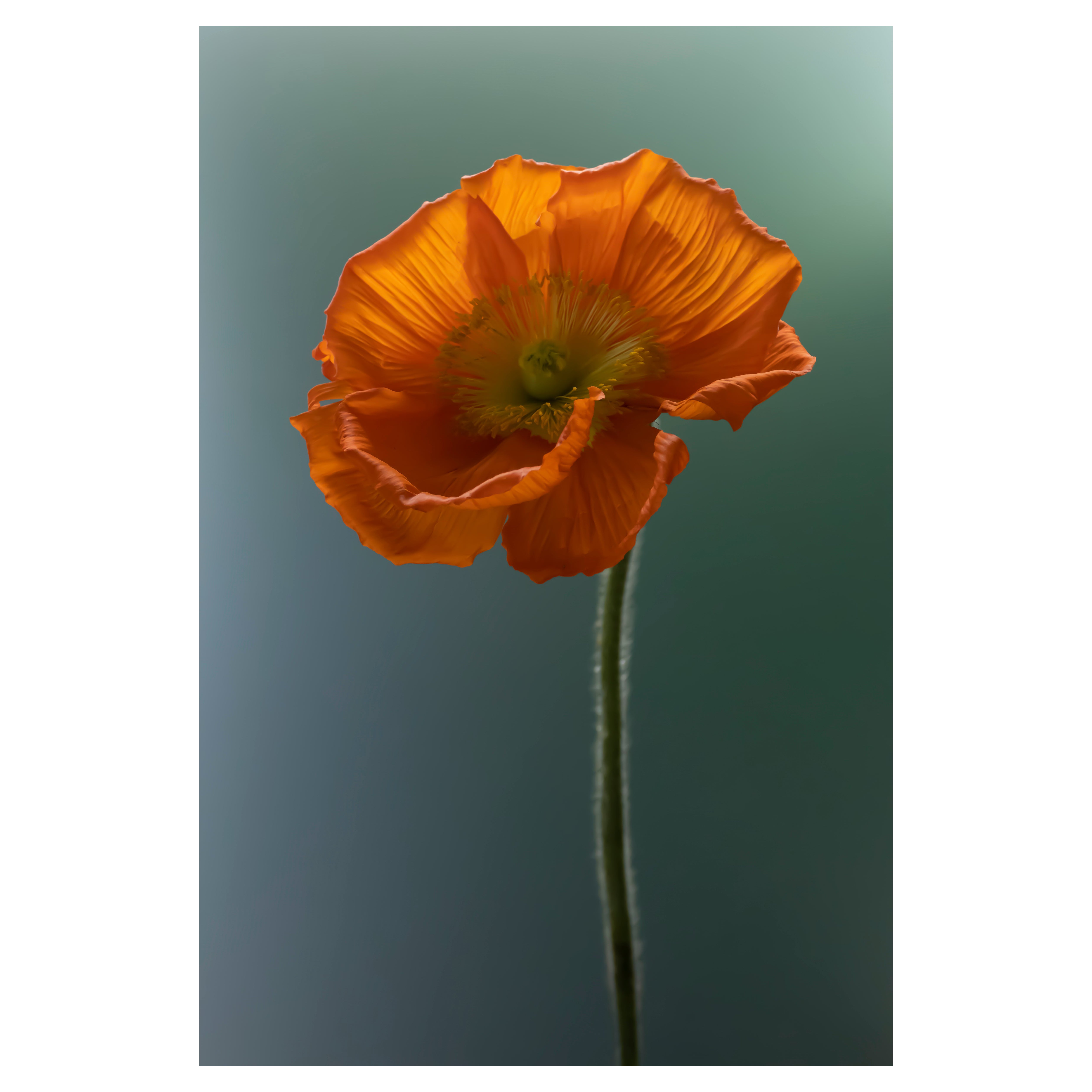 Anna Condo, Coquelicot, impression par sublimation sur aluminium, US, 2021