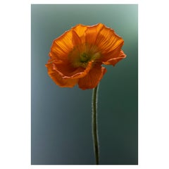 Anna Condo, Poppy, Dye Sublimation Print on Aluminum, US, 2021