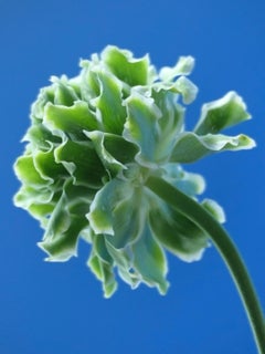 Anna Condo, Ranunculus, Farbsublimationsdruck auf Aluminium, US, 2021