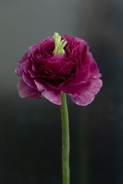 Anna Condo, Ranunculus, Stampa a sublimazione su alluminio, Stati Uniti, 2021