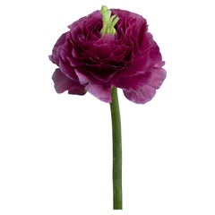 Anna Condo, Ranunculus, Stampa a sublimazione su alluminio, Stati Uniti, 2021