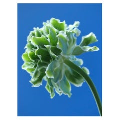 Anna Condo, Ranunculus, Farbsublimationsdruck auf Aluminium, US, 2021