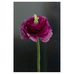 Anna Condo, Ranunculus, Dye Sublimation Print on Aluminum, US, 2021