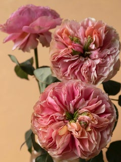 Anna Condo, Roses, Dye Sublimation Print on Aluminum, US, 2021