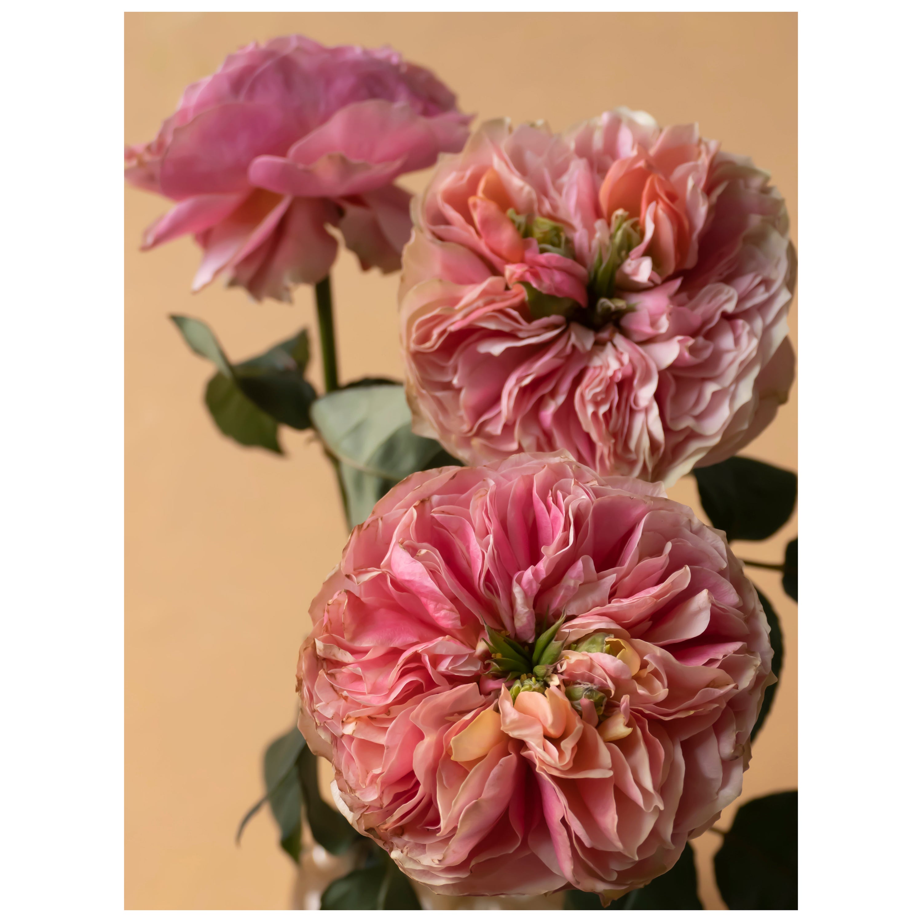 Anna Condo, Roses, Dye Sublimation Print on Aluminum, US, 2021