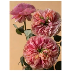 Anna Condo, Roses, Dye Sublimation Print on Aluminum, US, 2021