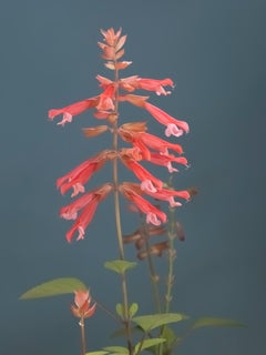 Anna Condo, Salvia, Farbsublimationsdruck auf Aluminium, US, 2021