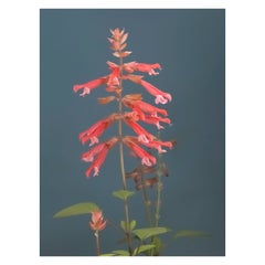 Anna Condo, Salvia, Stampa a sublimazione su alluminio, Stati Uniti, 2021