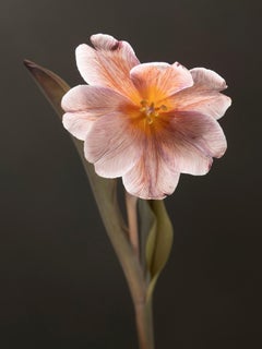 Anna Condo, Tulpen, Farbsublimationsdruck auf Aluminium, US, 2021