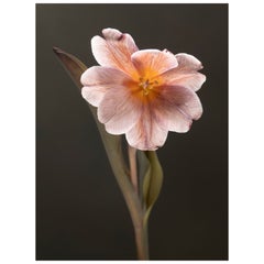 Anna Condo, Tulip, Dye Sublimation Print on Aluminum, US, 2021