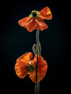 Anna Condo, Due papaveri, stampa a sublimazione su alluminio, Stati Uniti, 2021