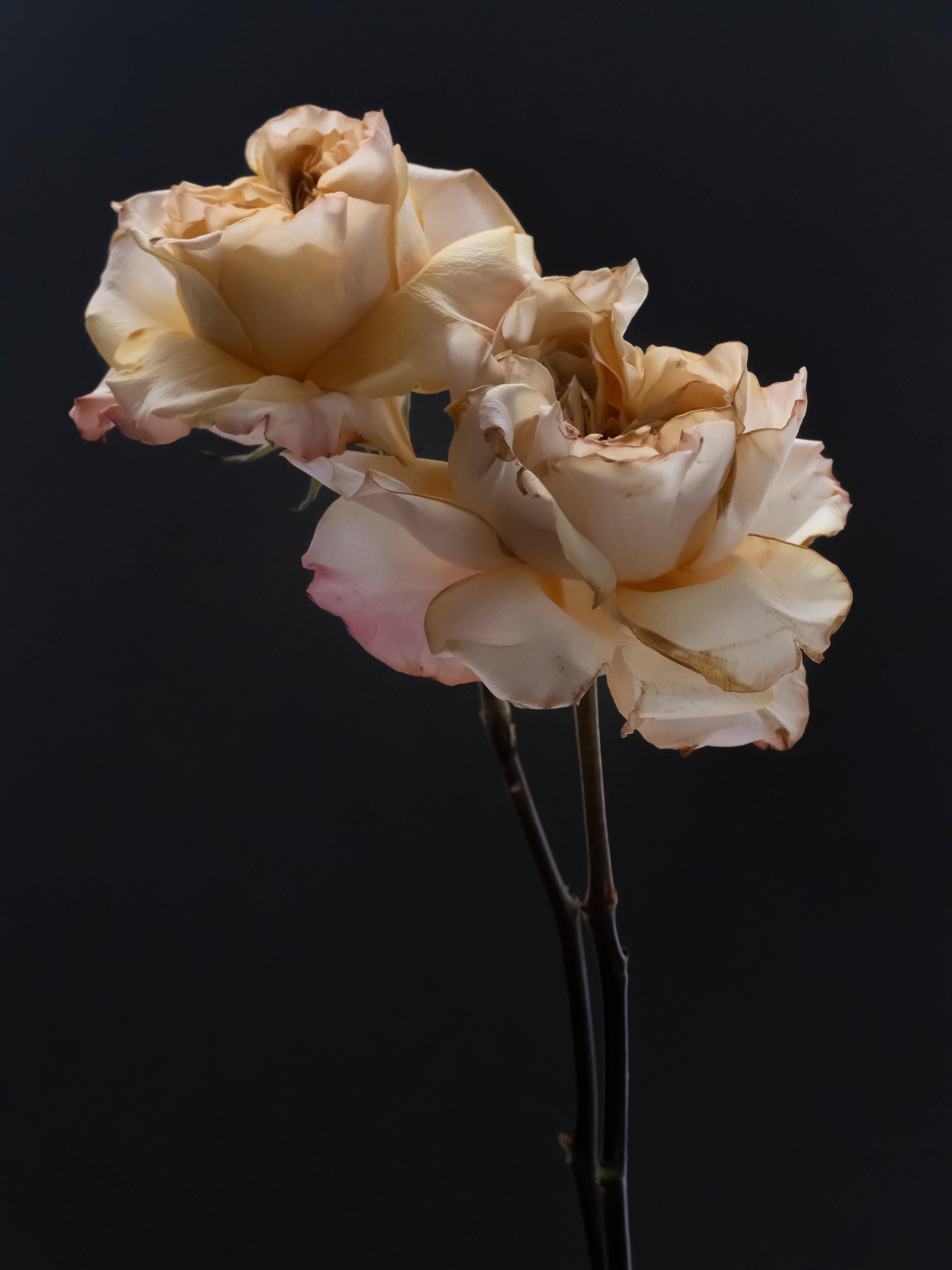 Anna Condo, cinéaste et photographe née en Arménie et élevée en France, photographie les fleurs, son 