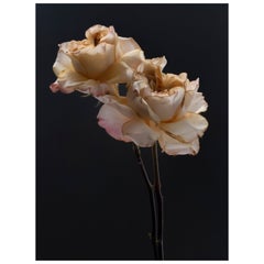 Anna Condo, Two Roses, Dye Sublimation Print on Aluminum, US, 2021