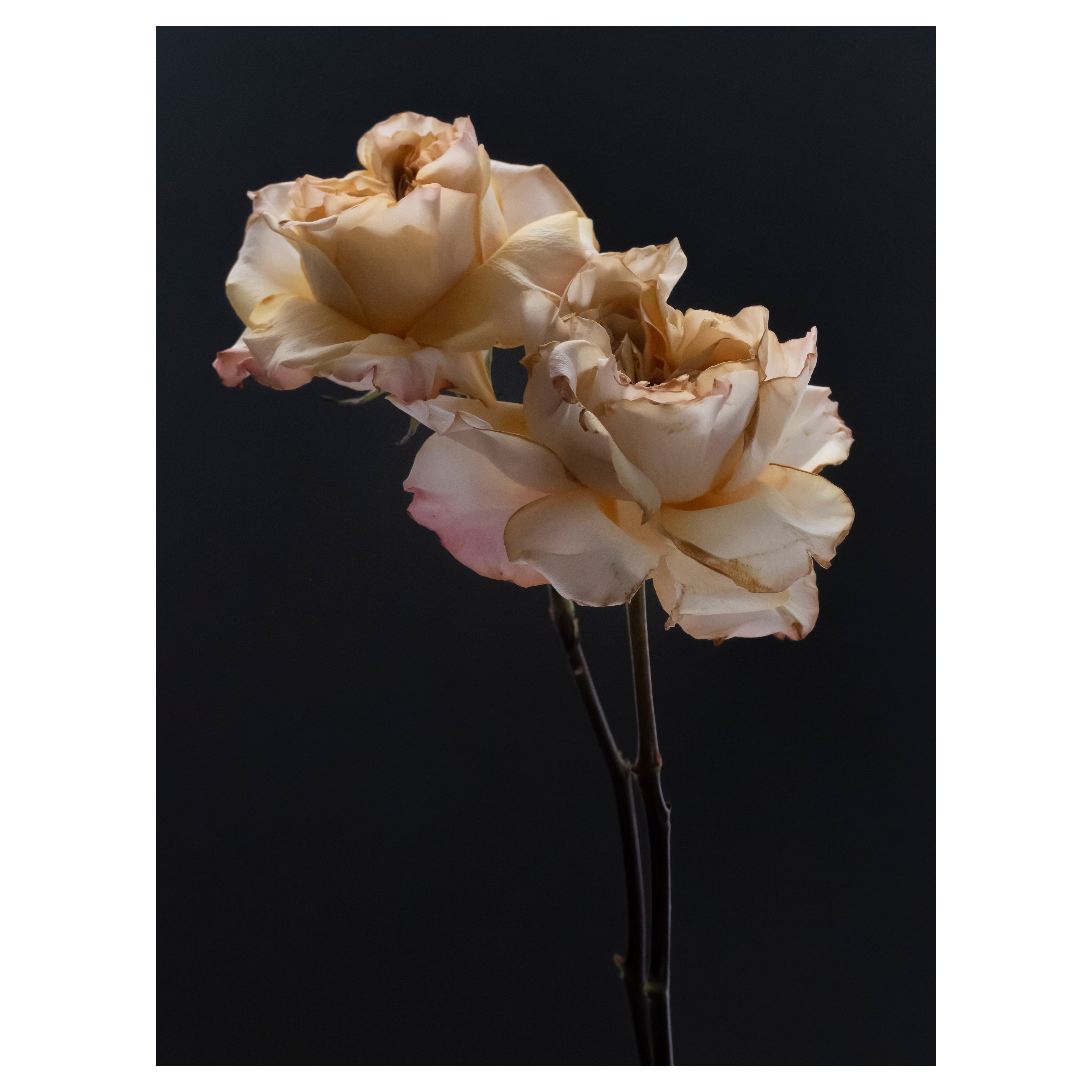 Anna Condo, Deux roses, impression par sublimation sur aluminium, États-Unis, 2021. en vente