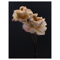 Anna Condo, Two Roses, Dye Sublimation Print on Aluminum, US, 2021